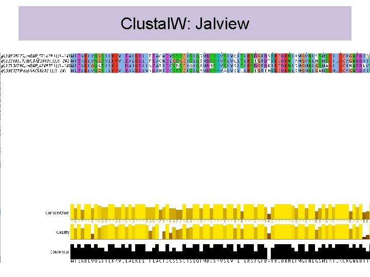 Clustal. W: Jalview 