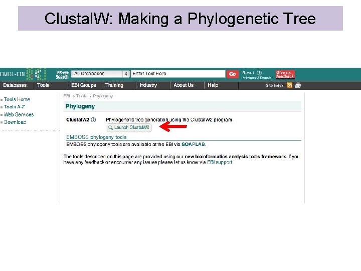 Clustal. W: Making a Phylogenetic Tree 