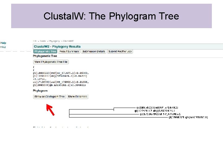 Clustal. W: The Phylogram Tree 