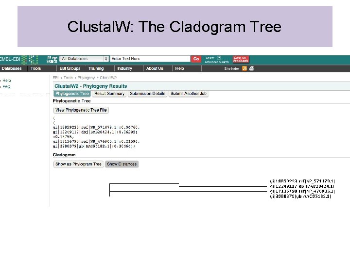 Clustal. W: The Cladogram Tree 