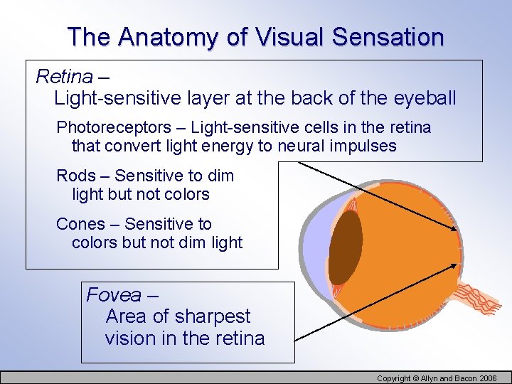 The Anatomy of Visual Sensation Retina – Light-sensitive layer at the back of the
