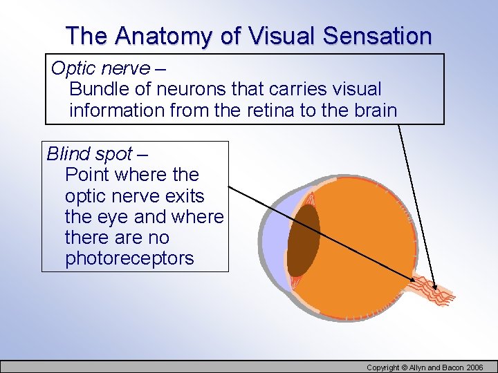 The Anatomy of Visual Sensation Optic nerve – Bundle of neurons that carries visual