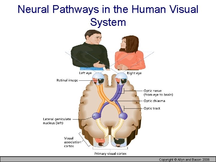 Neural Pathways in the Human Visual System Copyright © Allyn and Bacon 2006 