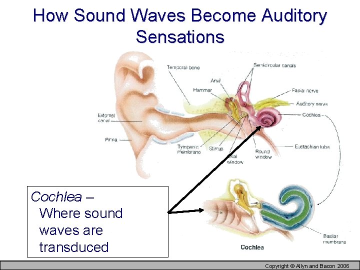 How Sound Waves Become Auditory Sensations Cochlea – Where sound waves are transduced Copyright
