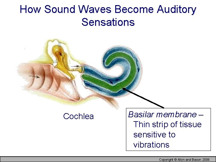 How Sound Waves Become Auditory Sensations Cochlea Basilar membrane – Thin strip of tissue