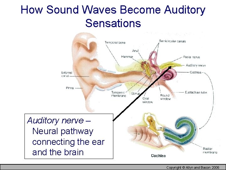 How Sound Waves Become Auditory Sensations Auditory nerve – Neural pathway connecting the ear