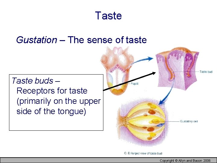 Taste Gustation – The sense of taste Taste buds – Receptors for taste (primarily