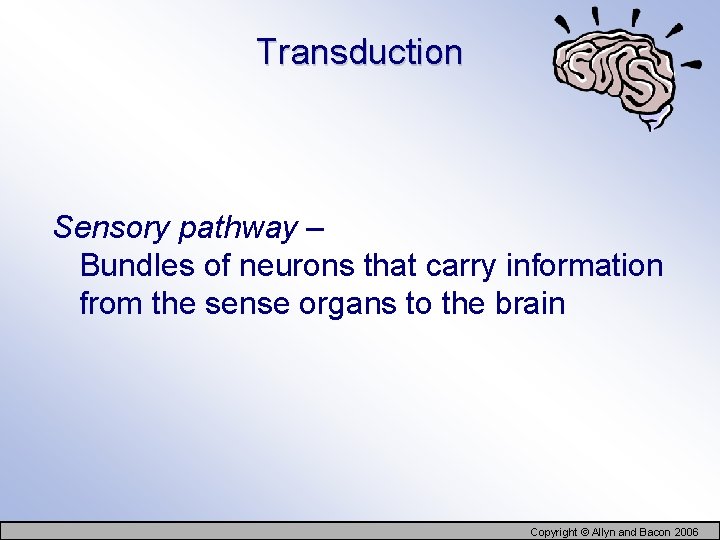 Transduction Sensory pathway – Bundles of neurons that carry information from the sense organs