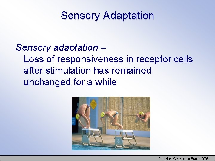 Sensory Adaptation Sensory adaptation – Loss of responsiveness in receptor cells after stimulation has