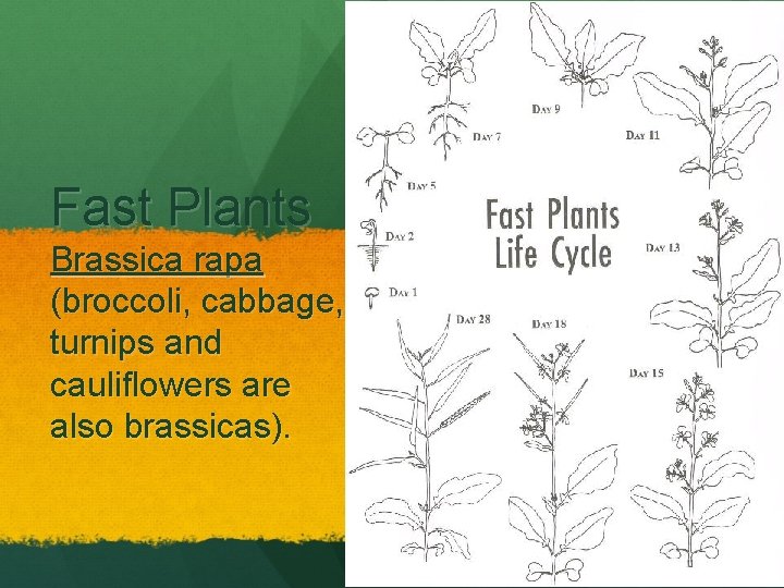 Fast Plants Brassica rapa (broccoli, cabbage, turnips and cauliflowers are also brassicas). 