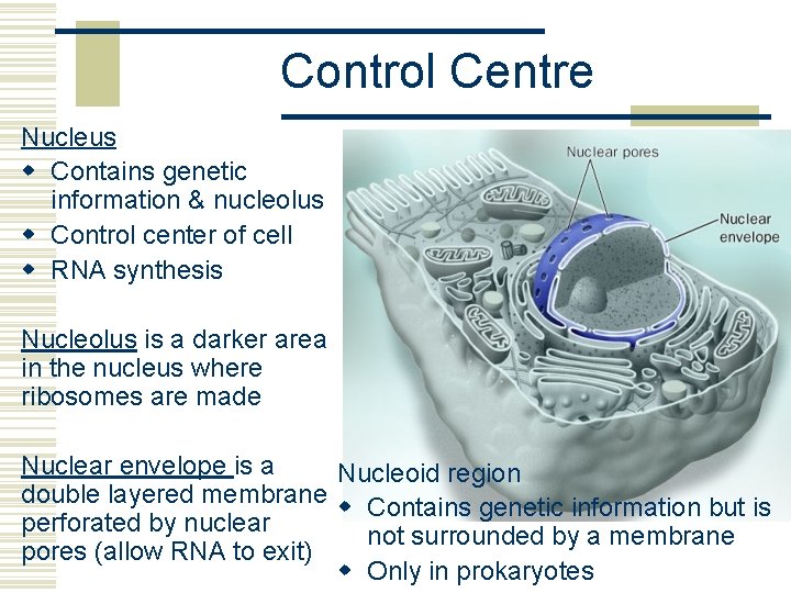 Control Centre Nucleus w Contains genetic information & nucleolus w Control center of cell