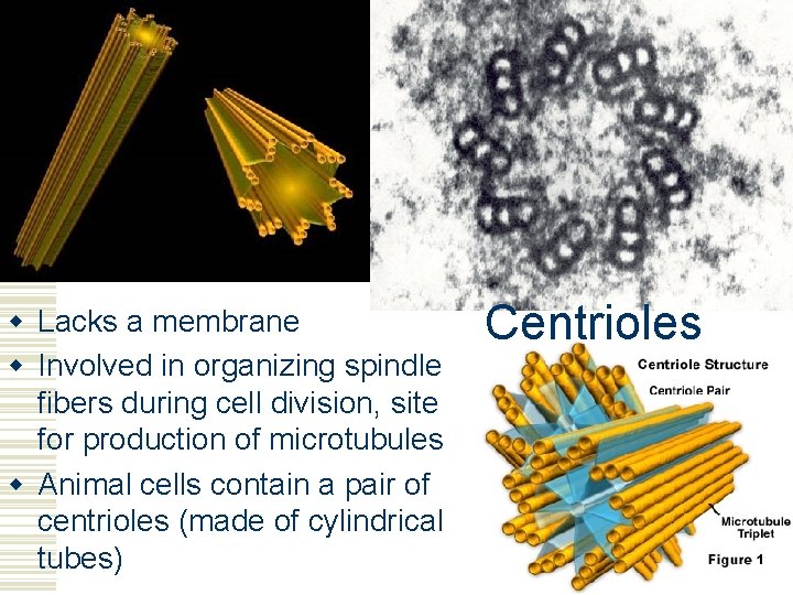 w Lacks a membrane w Involved in organizing spindle fibers during cell division, site