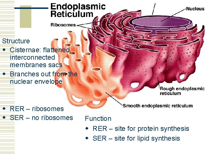 Endoplasmic Reticulum Structure w Cisternae: flattened, interconnected membranes sacs w Branches out from the