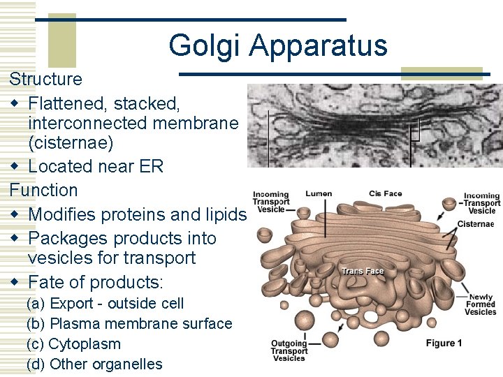 Golgi Apparatus Structure w Flattened, stacked, interconnected membrane (cisternae) w Located near ER Function