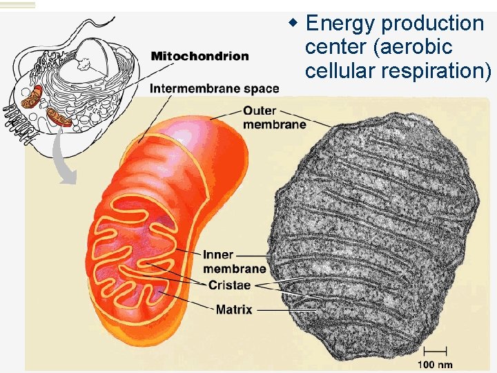 w Energy production center (aerobic cellular respiration) 