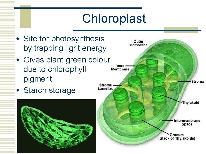 Chloroplast w Site for photosynthesis by trapping light energy w Gives plant green colour