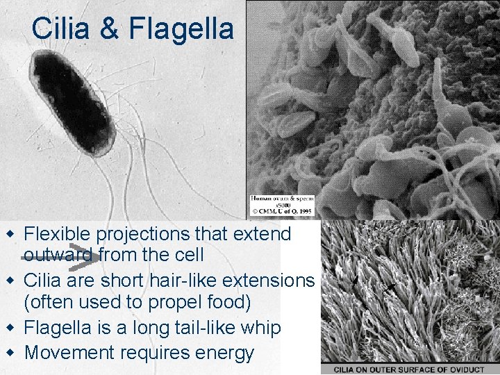 Cilia & Flagella w Flexible projections that extend outward from the cell w Cilia