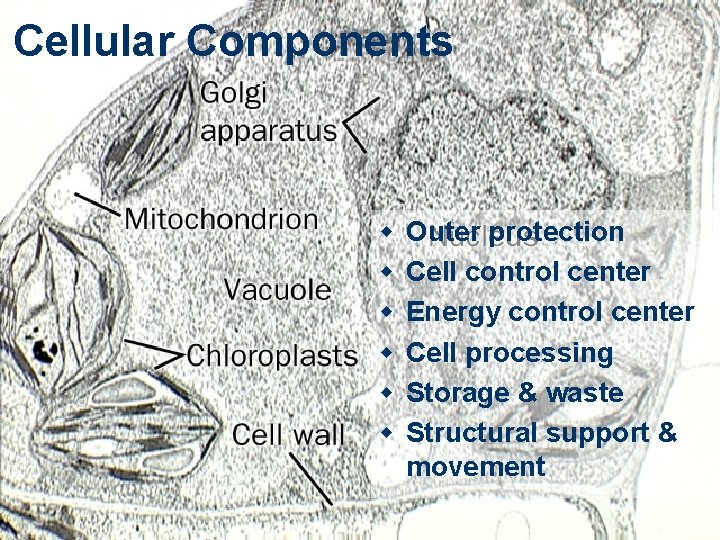 Cellular Components w w w Outer protection Cell control center Energy control center Cell