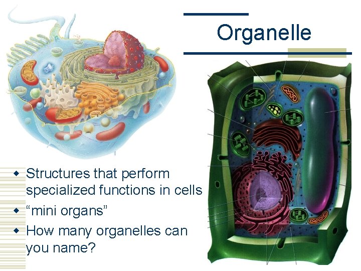 Organelle w Structures that perform specialized functions in cells w “mini organs” w How