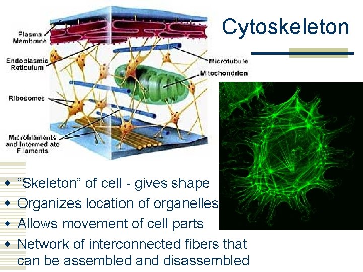 Cytoskeleton w w “Skeleton” of cell - gives shape Organizes location of organelles Allows