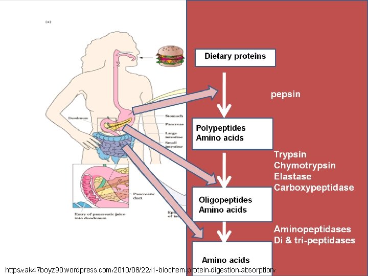 https//: ak 47 boyz 90. wordpress. com/2010/08/22/l 1 -biochem-protein-digestion-absorption/ 