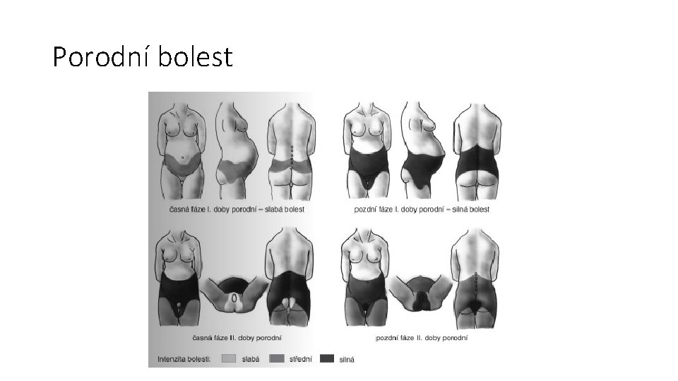 Porodní bolest Porodní bolest