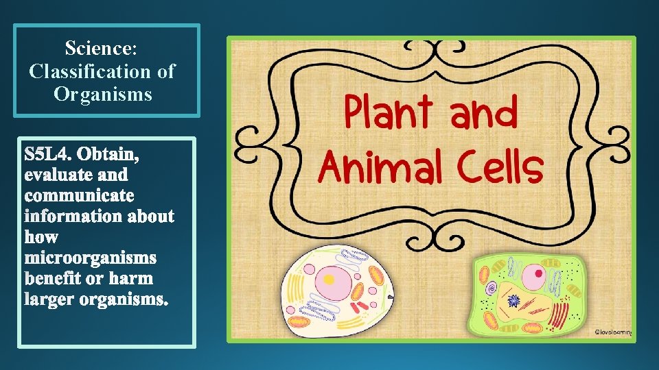 Science: Classification of Organisms Science: Classification of Organisms