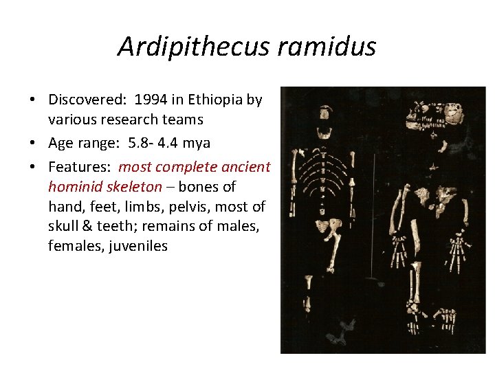 Ardipithecus ramidus • Discovered: 1994 in Ethiopia by various research teams • Age range: