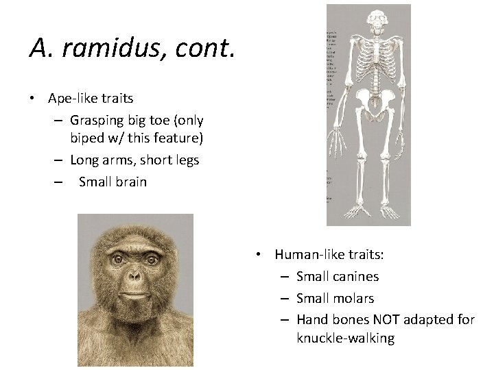 A. ramidus, cont. • Ape-like traits – Grasping big toe (only biped w/ this