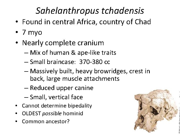 Sahelanthropus tchadensis • Found in central Africa, country of Chad • 7 myo •