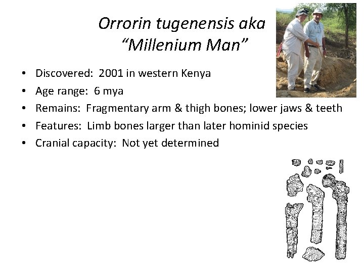 Orrorin tugenensis aka “Millenium Man” • • • Discovered: 2001 in western Kenya Age