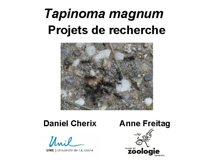 Tapinoma magnum Projets de recherche Daniel Cherix Anne Freitag 