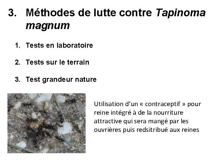 3. Méthodes de lutte contre Tapinoma magnum 1. Tests en laboratoire 2. Tests sur