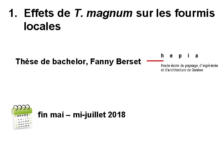 1. Effets de T. magnum sur les fourmis locales Thèse de bachelor, Fanny Berset