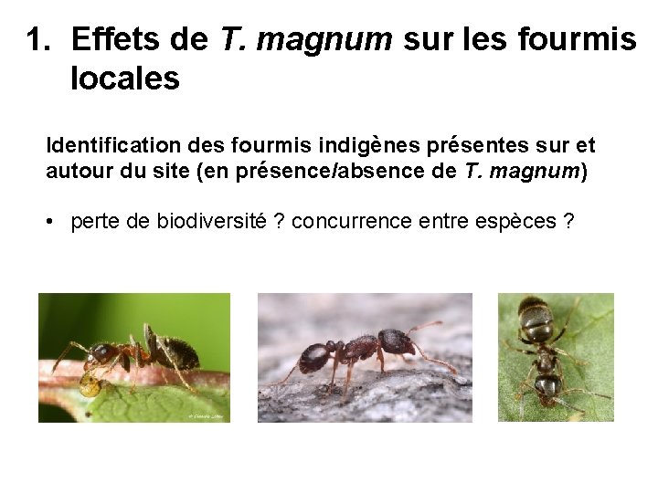 1. Effets de T. magnum sur les fourmis locales Identification des fourmis indigènes présentes