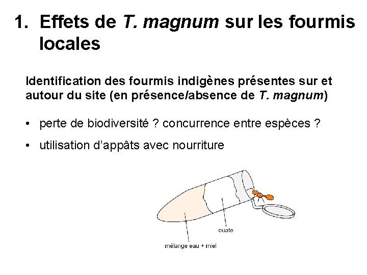 1. Effets de T. magnum sur les fourmis locales Identification des fourmis indigènes présentes