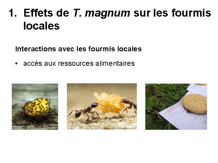1. Effets de T. magnum sur les fourmis locales Interactions avec les fourmis locales