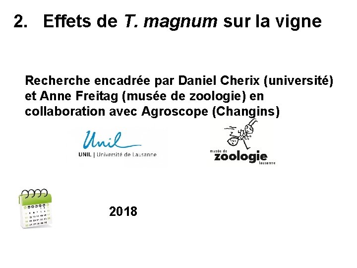 2. Effets de T. magnum sur la vigne Recherche encadrée par Daniel Cherix (université)