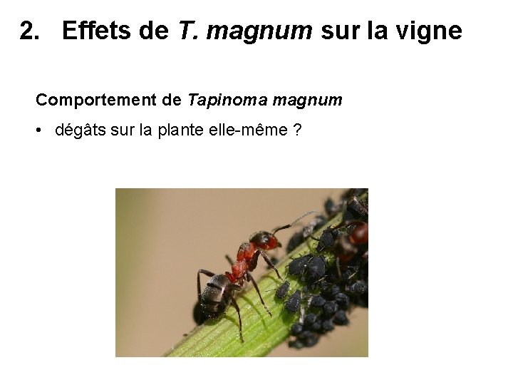 2. Effets de T. magnum sur la vigne Comportement de Tapinoma magnum • dégâts