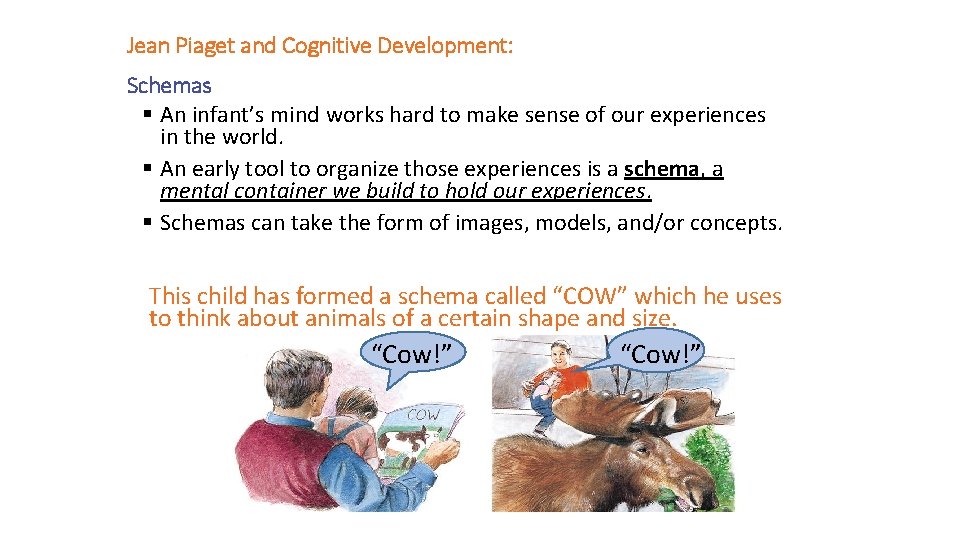 Jean Piaget and Cognitive Development: Schemas § An infant’s mind works hard to make