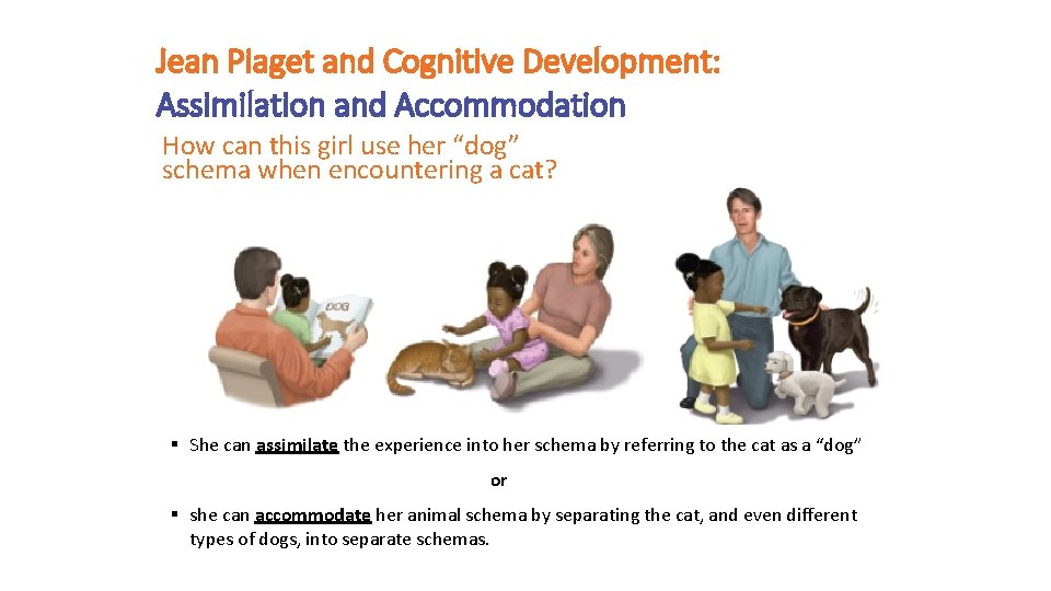 Jean Piaget and Cognitive Development: Assimilation and Accommodation How can this girl use her