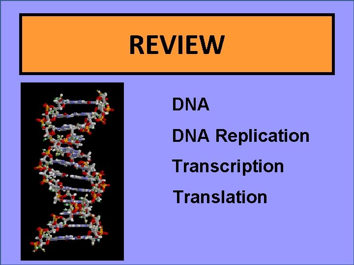 REVIEW DNA Replication Transcription Translation 