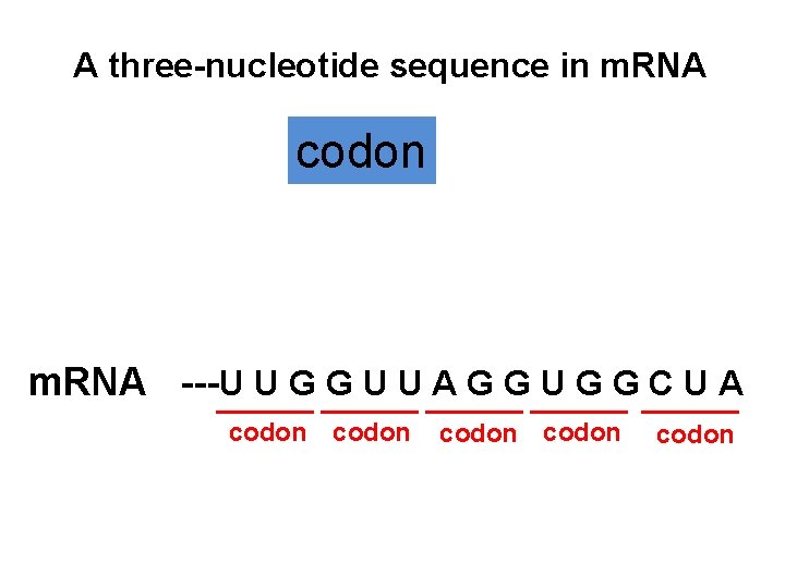 A three-nucleotide sequence in m. RNA codon m. RNA ---U U G G U
