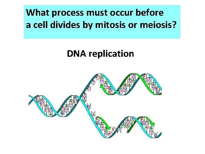 What process must occur before a cell divides by mitosis or meiosis? DNA replication