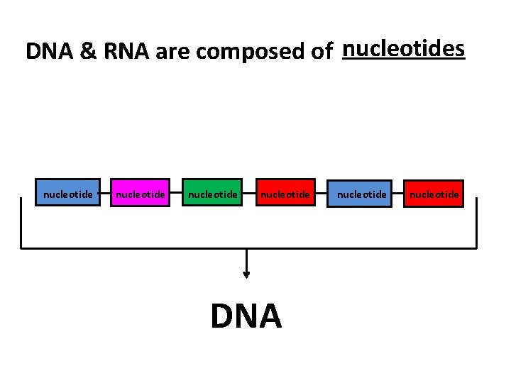 DNA & RNA are composed of nucleotides nucleotide DNA nucleotide 