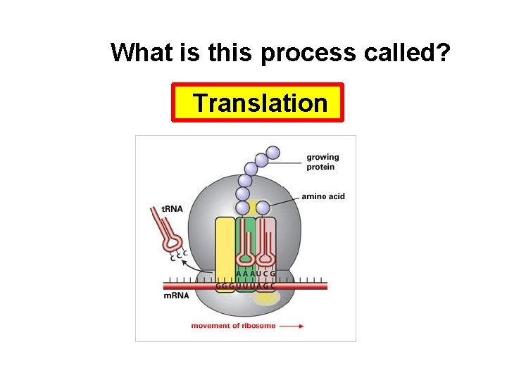 What is this process called? Translation 