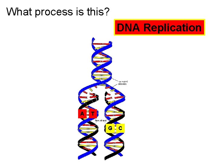 What process is this? DNA Replication A T G C 