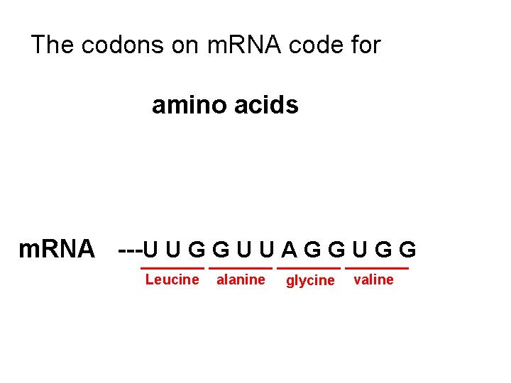 The codons on m. RNA code for amino acids m. RNA ---U U G