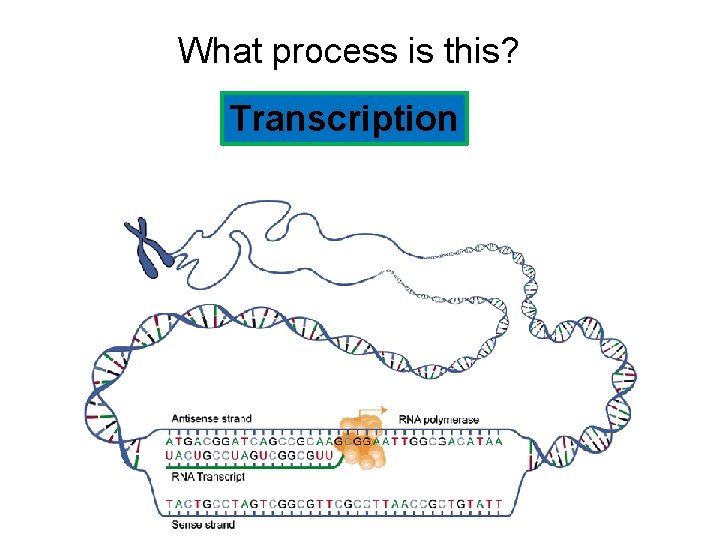 What process is this? Transcription 