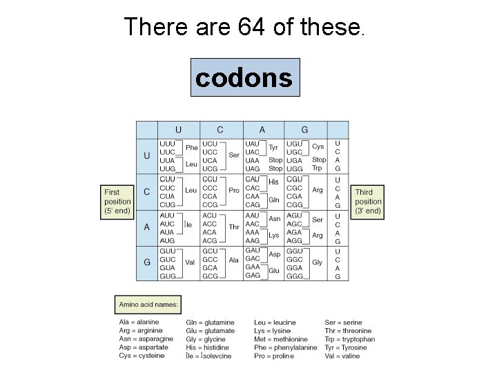 There are 64 of these. codons 